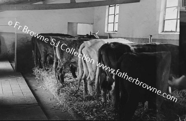 MRS ALEXANDER AND COWS